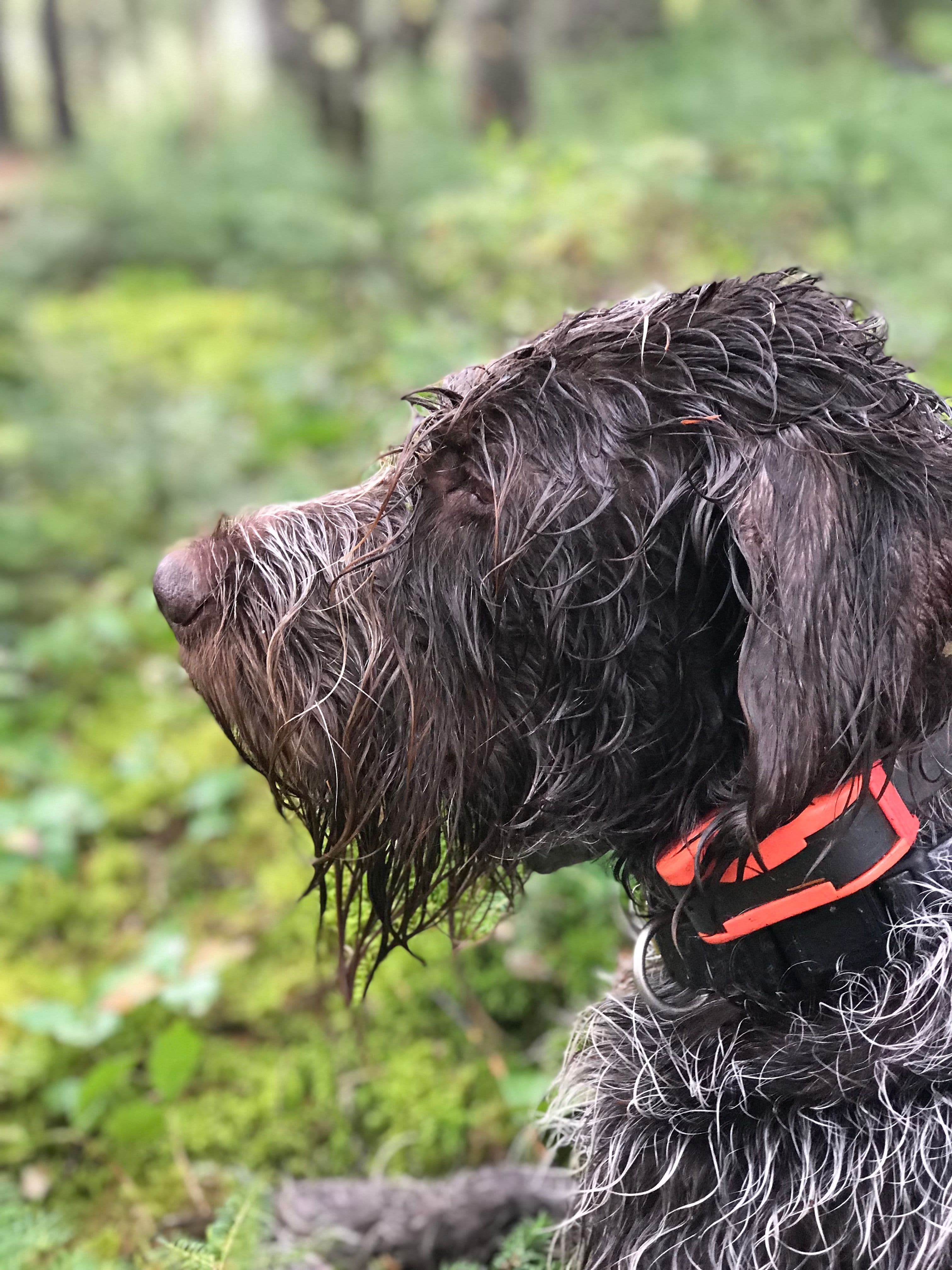 Soaked Wirehaired Pointing Griffon sitting by a boat with retrieved ducks in a marsh
