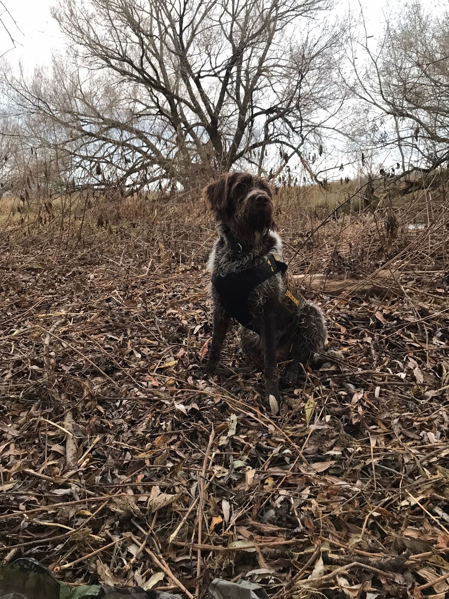 Profile of a soaked Wirehaired Pointing Griffon in the woods, orange hunting collar