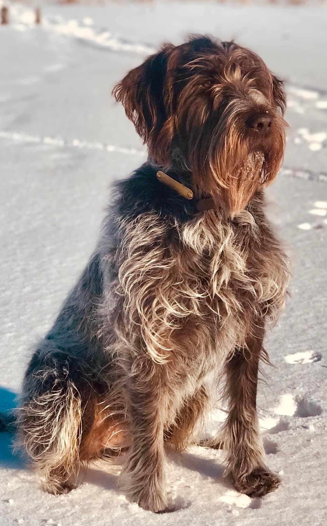Wirehaired Pointing Griffon sitting in snow under low winter sun, hunting collar